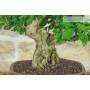 5 - Bonsai di Durantha (13)
