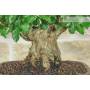 6 - Bonsai di Durantha (13)