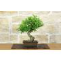 1 - Bonsai di Melograno giapponese "Nejikan" (27)