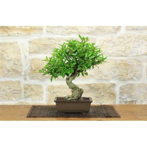 1 - Bonsai di Melograno giapponese "Nejikan" (27)