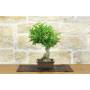 2 - Bonsai di Melograno giapponese "Nejikan" (27)