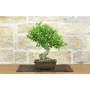 3 - Bonsai di Melograno giapponese "Nejikan" (27)