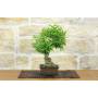 4 - Bonsai di Melograno giapponese "Nejikan" (27)