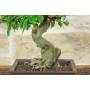 5 - Bonsai di Melograno giapponese "Nejikan" (27)