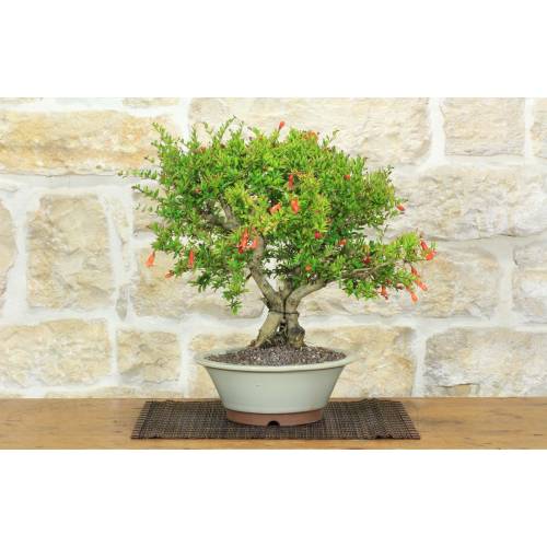 1 - Bonsai di Melograno nano (153)