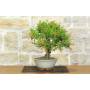2 - Bonsai di Melograno nano (153)