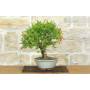 4 - Bonsai di Melograno nano (153)
