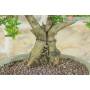 5 - Bonsai di Melograno nano (153)