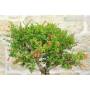 6 - Bonsai di Melograno nano (153)