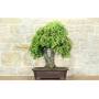 1 - Bonsai di Quercia - Leccio (95)