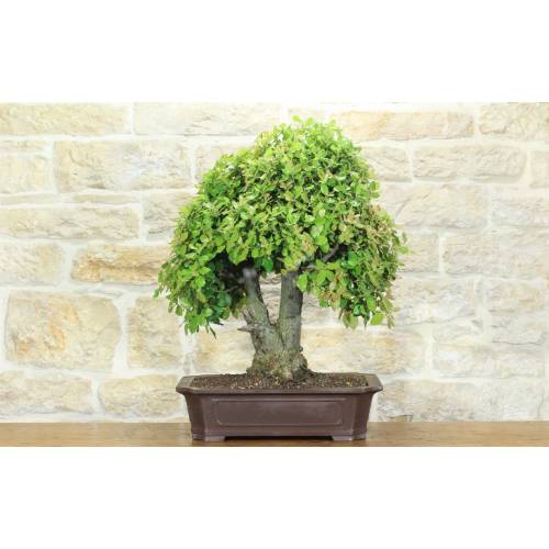 1 - Bonsai di Quercia - Leccio (95)
