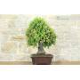 2 - Bonsai di Quercia - Leccio (95)