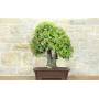 3 - Bonsai di Quercia - Leccio (95)