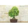 4 - Bonsai di Quercia - Leccio (95)