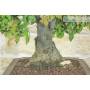 6 - Bonsai di Quercia - Leccio (95)