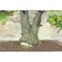 7 - Bonsai di Quercia - Leccio (95)