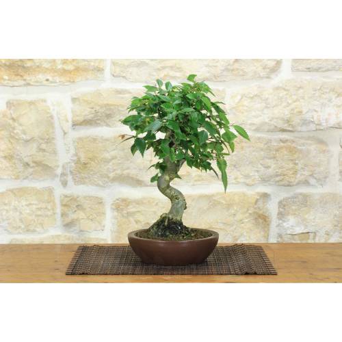 1 - Bonsai di Zelkova Serrata (1)