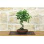 1 - Bonsai di Zelkova Serrata (1)