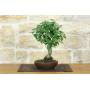 2 - Bonsai di Zelkova Serrata (1)