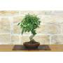 3 - Bonsai di Zelkova Serrata (1)