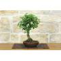 4 - Bonsai di Zelkova Serrata (1)
