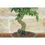 5 - Bonsai di Zelkova Serrata (1)