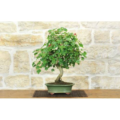 1 - Bonsai di Acero Tridente (34)