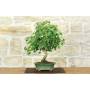 1 - Bonsai di Acero Tridente (34)