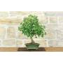 3 - Bonsai di Acero Tridente (34)
