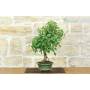 4 - Bonsai di Acero Tridente (34)