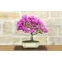 1 - Bonsai di Bougainvillea Sanderiana (139)