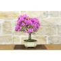 2 - Bonsai di Bougainvillea Sanderiana (139)