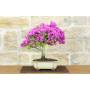 3 - Bonsai di Bougainvillea Sanderiana (139)