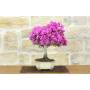4 - Bonsai di Bougainvillea Sanderiana (139)