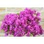 6 - Bonsai di Bougainvillea Sanderiana (139)