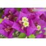 7 - 