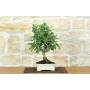 1 - Bonsai di Melo da fiore (150)