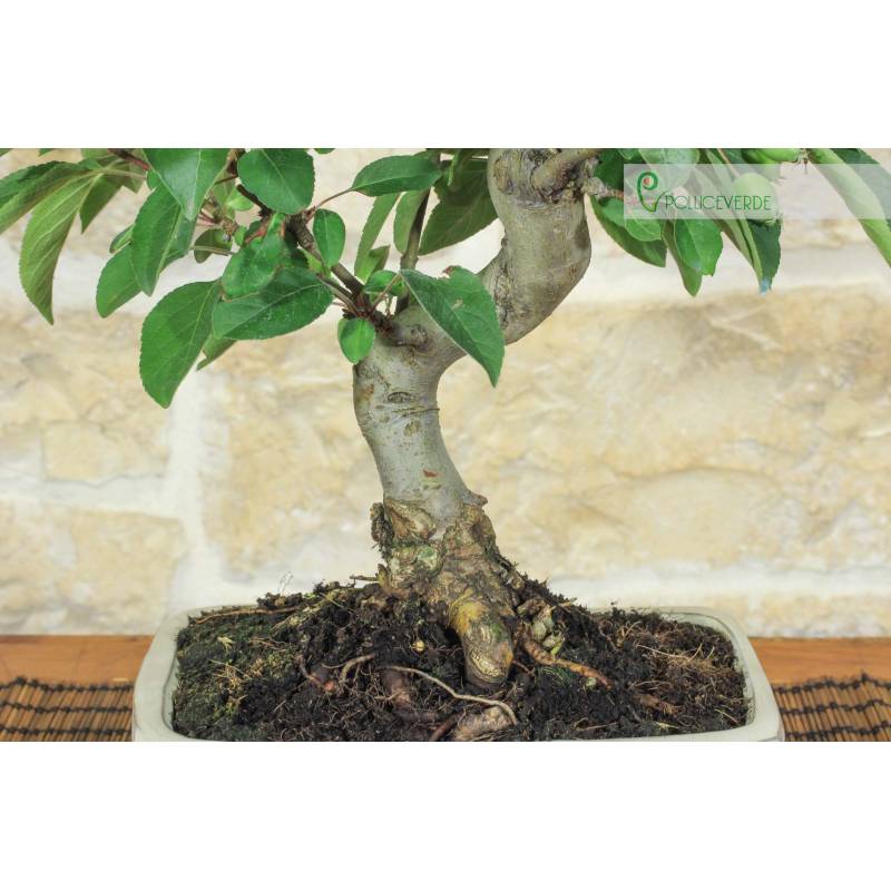 Flower melo bonsai (150) | 135.00 | Pollice Verde
