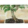 5 - Bonsai di Melo da fiore (150)