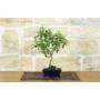 2 - Bonsai di Olivo da frutto in vaso smaltato - età 8 anni