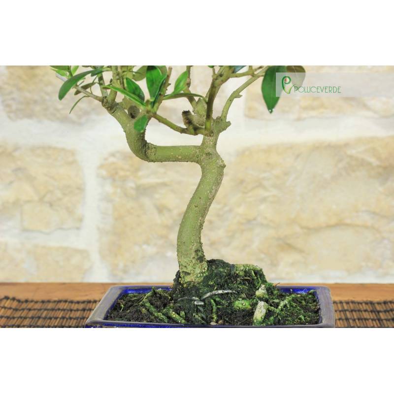 Obst Olive Bonsai in Emailled Jar - 8 Jahre alt | 38,00  | Pollice Verde