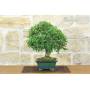 2 - Bonsai di Olmo Campestre (64)