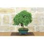 4 - Bonsai di Olmo Campestre (64)
