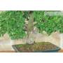 5 - Bonsai di Olmo Campestre (64)