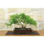 3 - Bonsai di Pepe Giapponese (96)