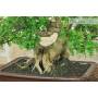 5 - Bonsai di Pepe Giapponese (96)