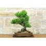 1 - Bonsai di Pino Nero Thunbergii (90)