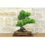 3 - Bonsai di Pino Nero Thunbergii (90)