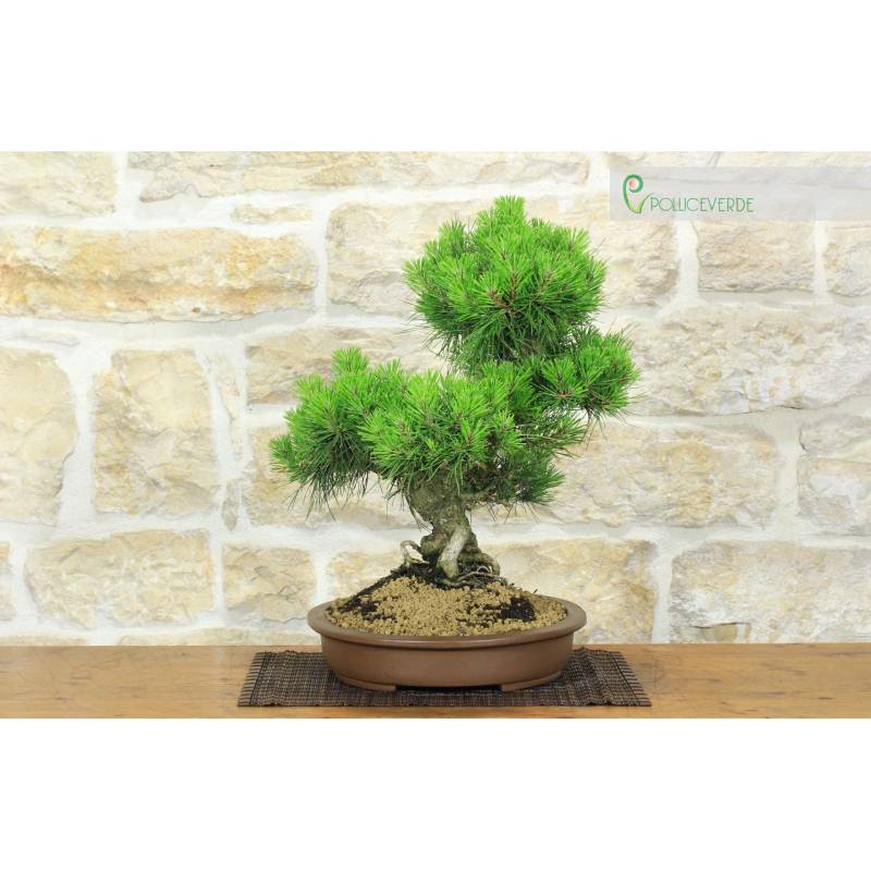 Black Pine Bonsai Thunbergii (90) | 1,160.00 | Pollice Verde