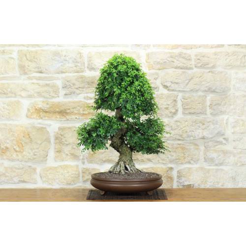 1 - Bonsai di Zelkova Parvifolia (13).
